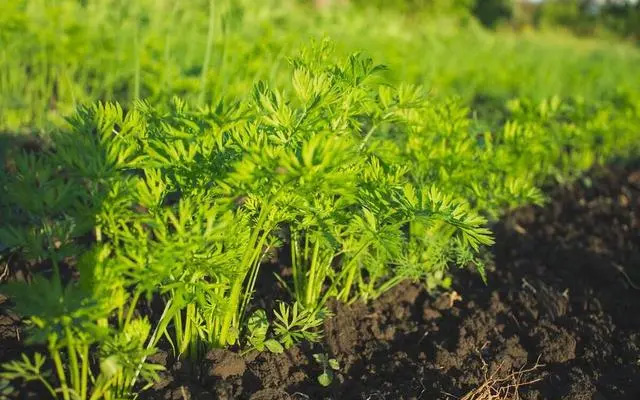 伏蘿卜不好種，得苗難是痛點(diǎn)，用上這三個(gè)技巧，可達(dá)成一播全苗